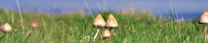 Examining Psilocybin: A Close-Up on Testing